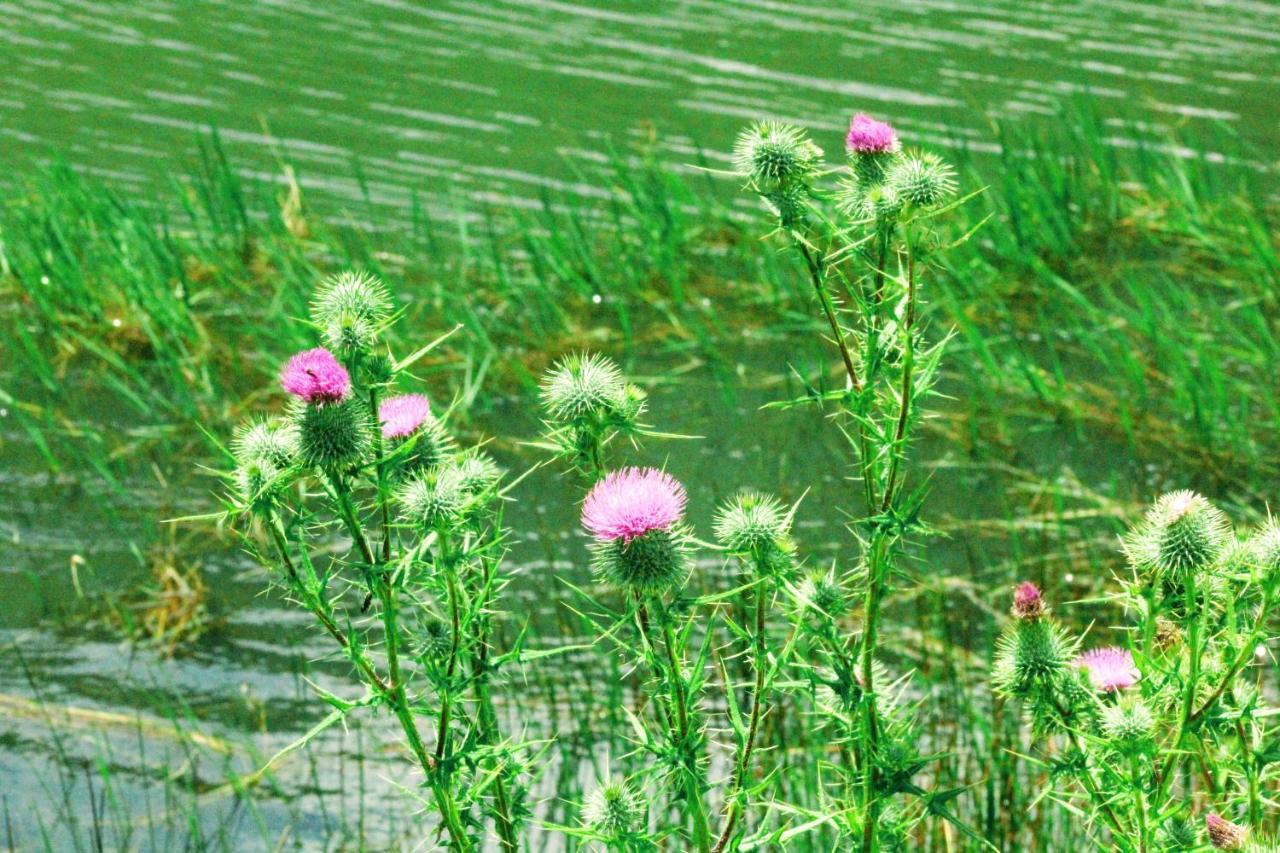 Wetlands Game Lodge Wakkerstroom Eksteriør billede